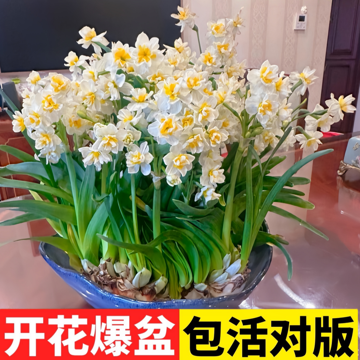 水仙花种球四季开花适合秋冬水培
