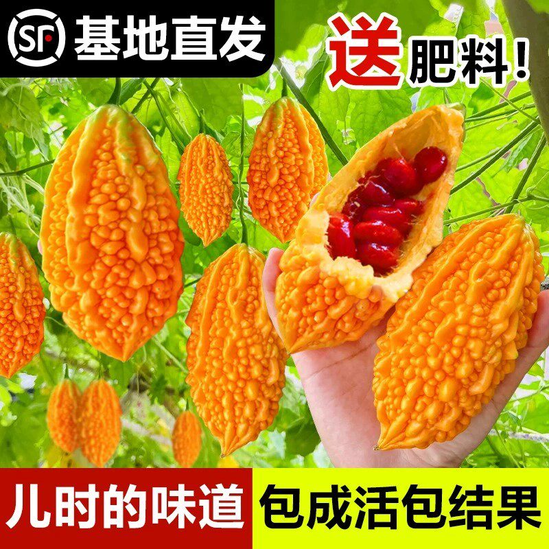 赖葡萄种籽子四季盆栽濑瓜苦瓜金铃子蔬菜水果种菜种孑癞南方种植