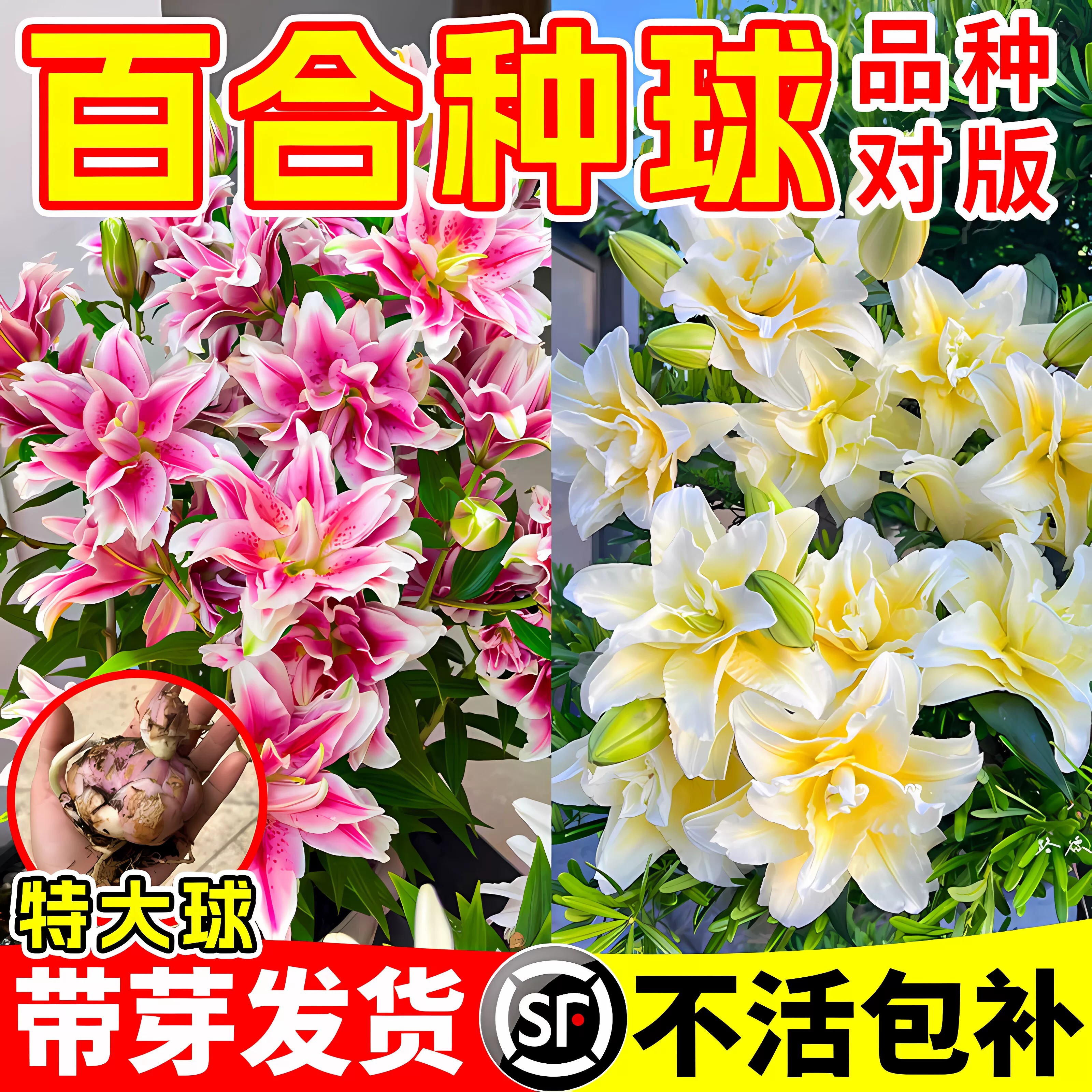 百合种球进口香水百合四季开花浓香型花卉阳台植物室内外鲜花盆栽图片