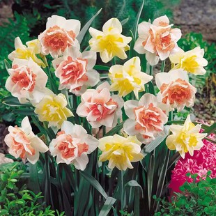 进口重瓣洋水仙种球四季室内开花盆栽花卉冬季耐寒水培土培花种子