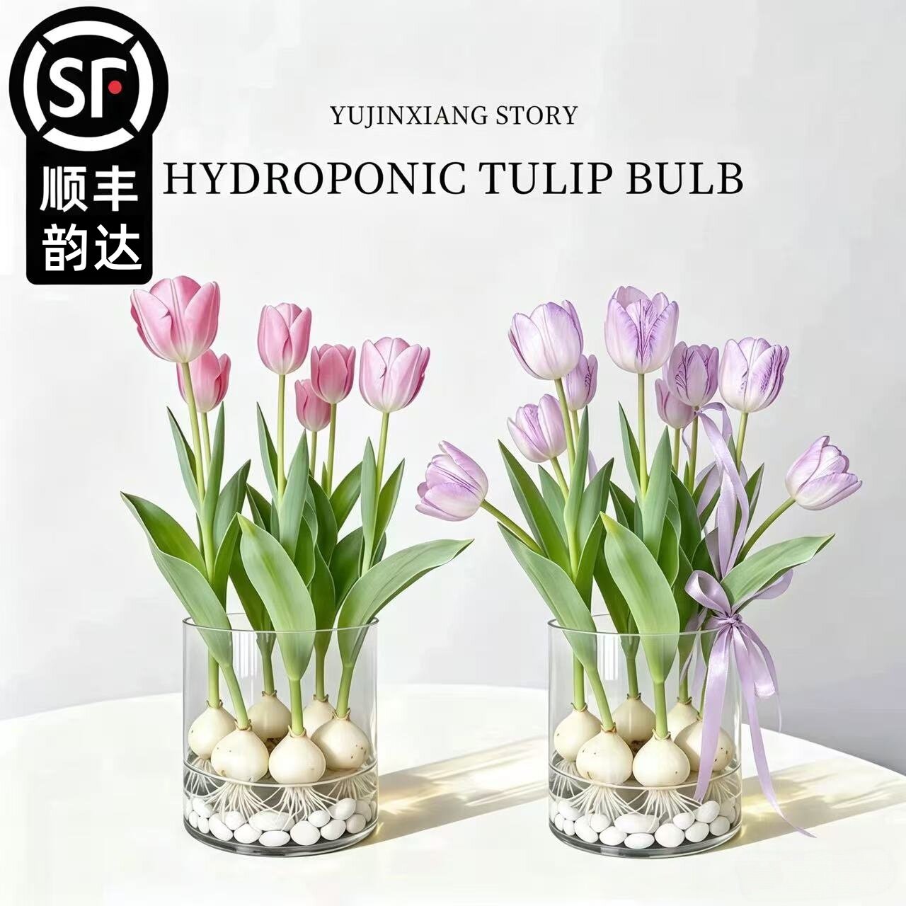 郁金香种球水培花卉植物5度自然球办公室桌面盆栽工位水养小绿植