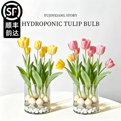 郁金香种球水培花卉植物带芽5度自然球办公室桌面盆栽小绿植水养