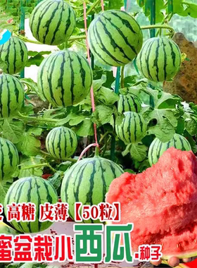 蜂蜜盆栽小西瓜种子农田菜园