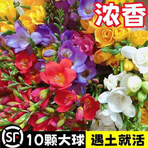 10颗香雪兰混色大球基地直发