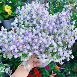 花种籽子四季播种开花柳春鱼花籽孑盆栽室内庭院阳台室外花卉植物