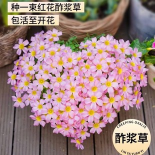 进口紫叶酢浆草种球四季花卉盆栽紫蝴蝶花多年生醋酱草三叶草种子