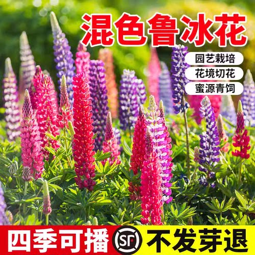 鲁冰花种子四季播种易活室外阳台庭院花籽羽扇豆花卉植物开花不断