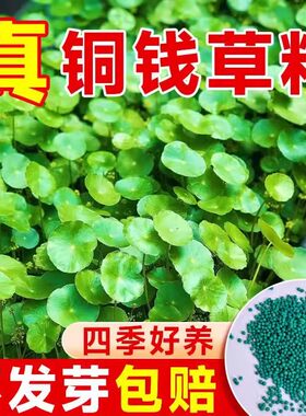 铜钱草水养草籽水培植物大叶金钱草种子室内四季缸养碗莲睡莲花卉