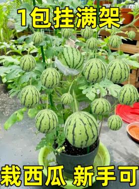 新品2K小西瓜种子薄皮少籽红瓤西瓜盆栽阳台水果种籽高产四季播种
