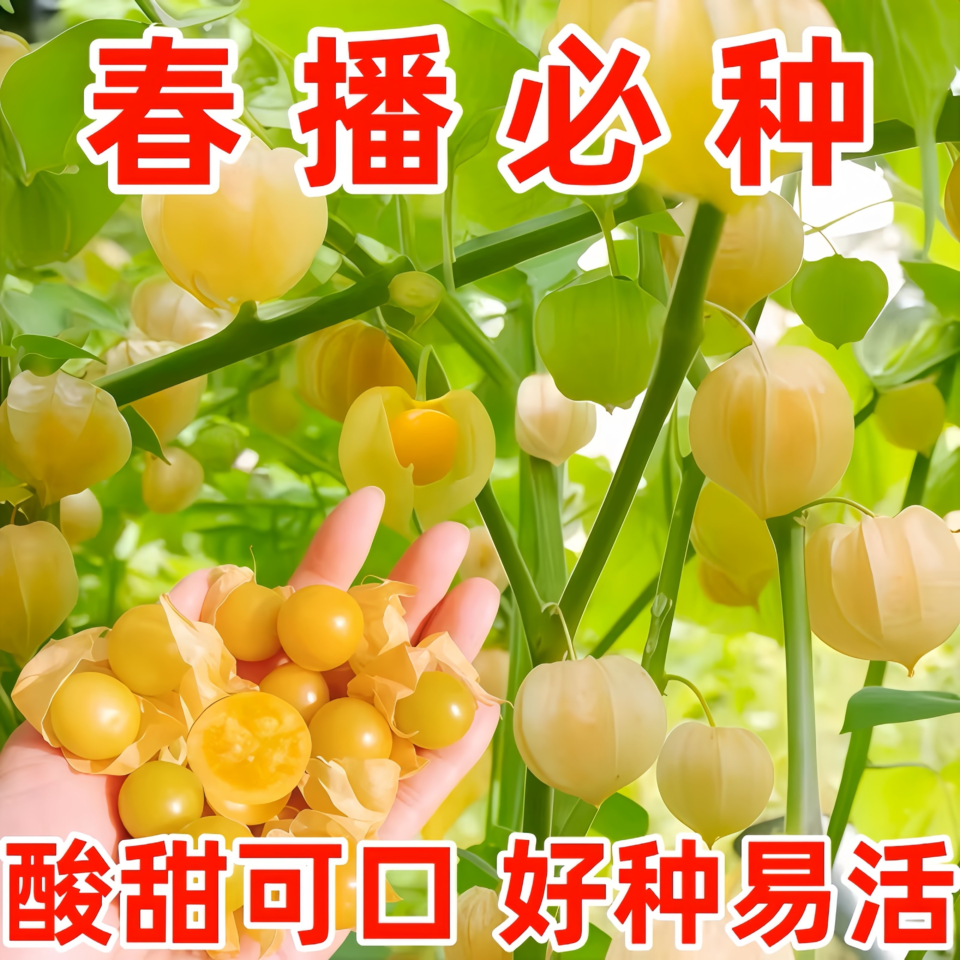 甜姑娘果种籽超甜大果种子东北黄菇娘果阳台盆栽庭院奇异水果种孑,鲜花速递/花卉仿真/绿植园艺,种苗/半成品盆栽,淘宝优惠券,粉丝福利购,淘宝优惠卷