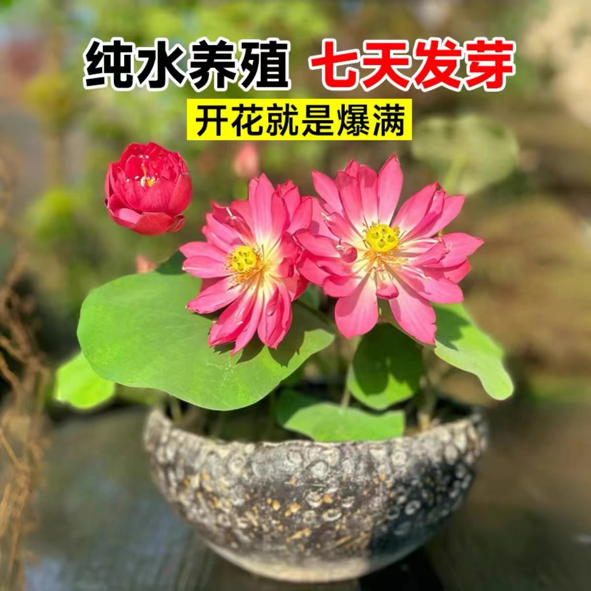 碗莲荷花种子水培植物四季花卉夏季睡莲水养鱼缸花种盆栽花种籽子