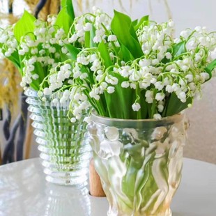 带芽铃兰花苗带根植物盆栽进口种球耐寒室内绿植花卉四季播种易活