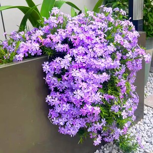 芝樱花种籽子低矮四季播种开花福禄考花籽盆栽室外地被庭院网红花