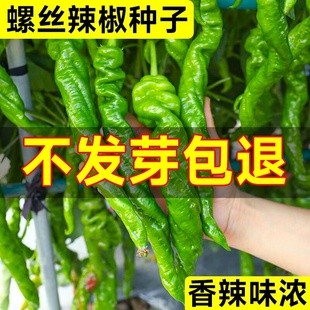 螺丝椒种籽薄皮辣椒泡椒小米辣椒苗秧辣椒树苗春播四季蔬菜种孑子