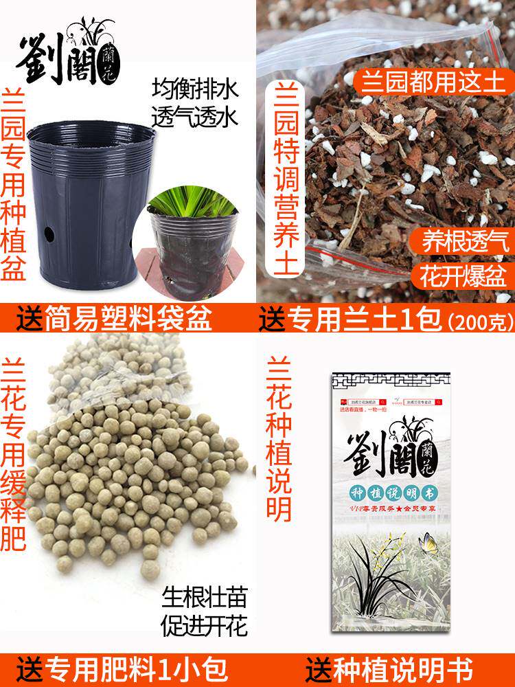 刘阁兰花苗 建兰超香兰花 黄金美人 夏带花苞浓香大花朵花卉盆栽高性价比高么？