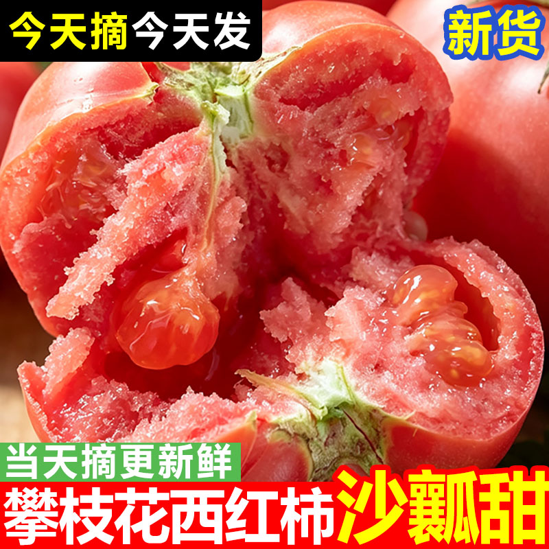 正宗四川米易自然熟沙瓤西红柿非普罗旺斯现摘新鲜水果蔬菜番茄