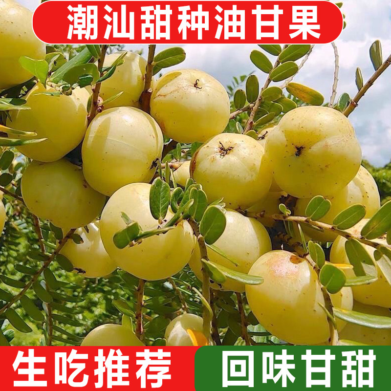 潮汕普宁崩坎甜油甘新鲜油甘果牛甘果余甘果滇橄榄甜种柿饼甜油柑
