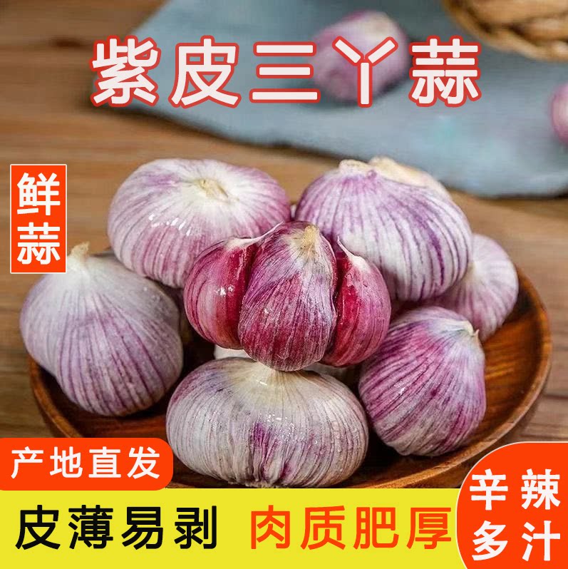 云南紫皮大蒜大蒜头三瓣蒜大理三丫蒜农家干大蒜高原老品种香蒜头