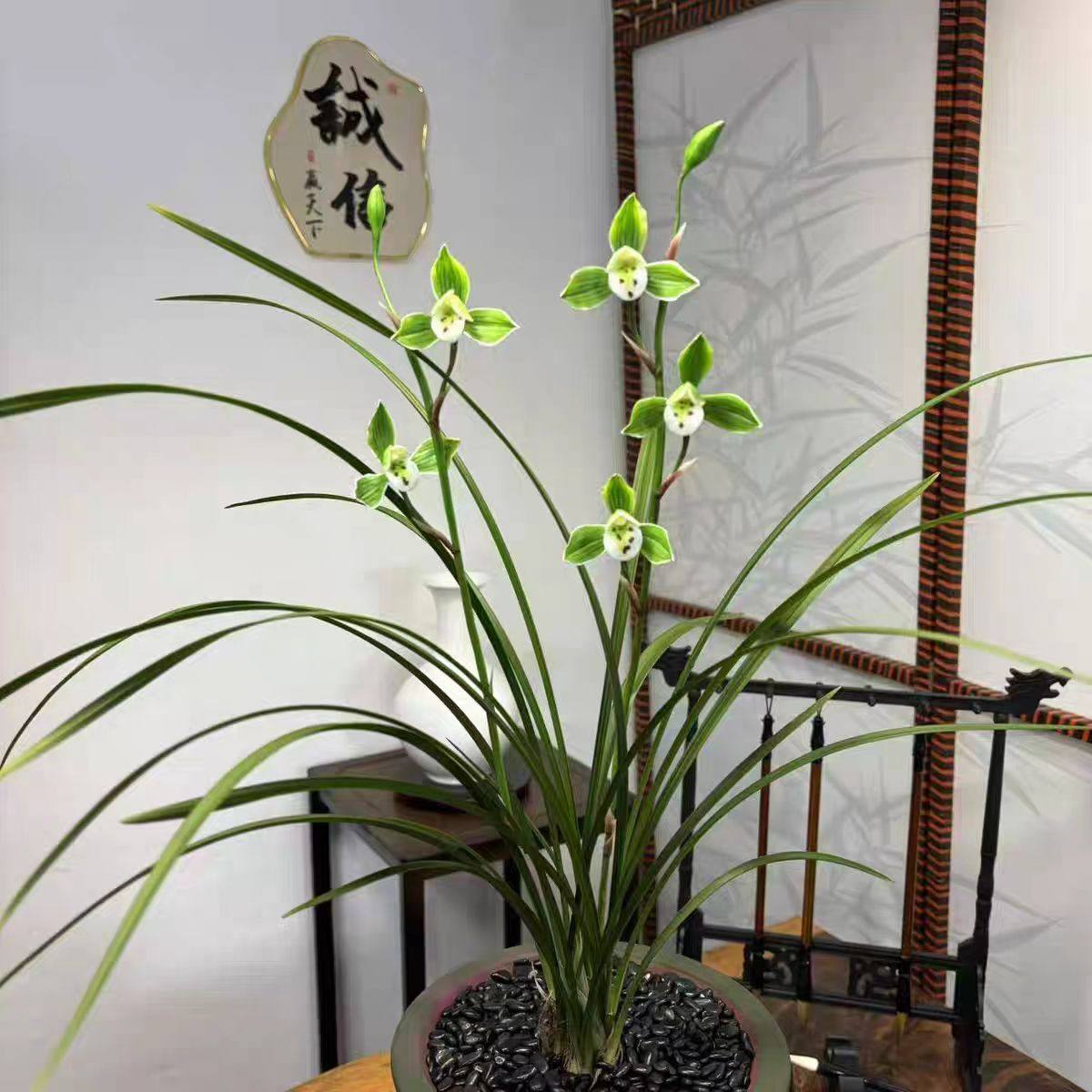 即将上花新品兰花苗春寒色花【君临天下】室内外盆栽阳台花卉