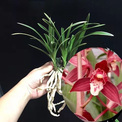 建兰盆栽金边矮种兰花苗【茶城荷】室内外花卉阳台庭院绿植物