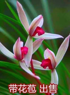 带花苞名贵兰花苗【胭脂红】新品开花浓香型春兰铭品花卉大全盆栽