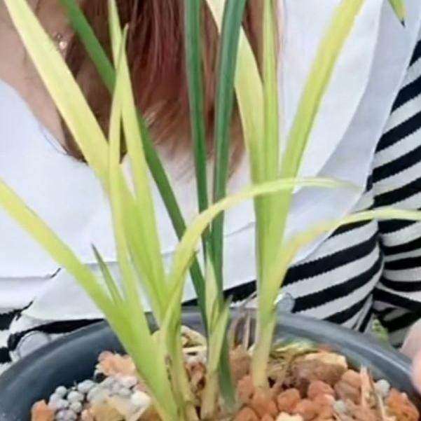 先明艺兰花苗【云南兰花】室内外阳台兰花大全红花叶艺兰草浓香型