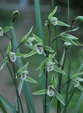 带花苞名贵盆栽浓香型寒兰花苗【追月】室内外绿植阳台花卉大全