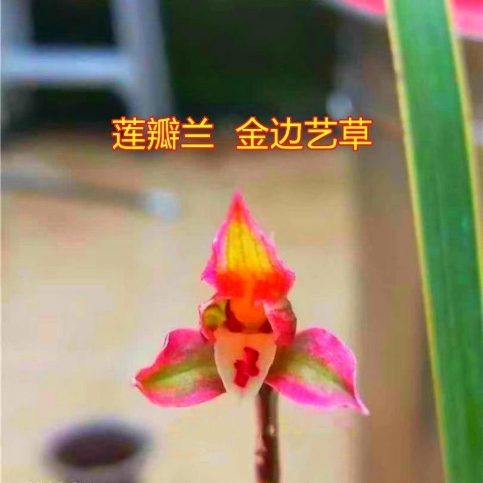 兰花老种苗新品莲瓣兰花艺双全叶带金边艺花卉