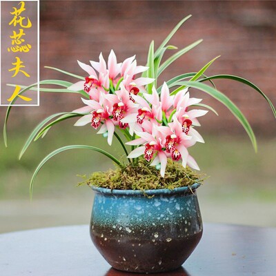 建兰盆栽金边矮种兰花苗【花蕊夫人】 室内外花卉庭院绿植物