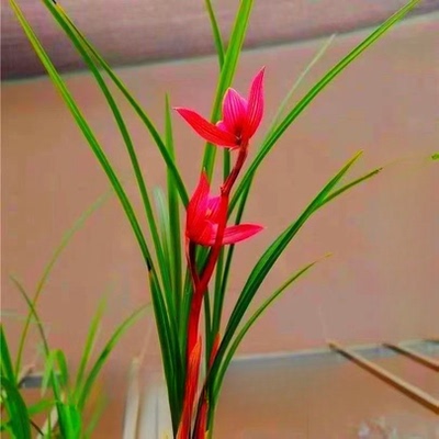 带花苞兰花苗春兰矮种细叶兰花苗【红艳】室内外花卉阳台盆栽