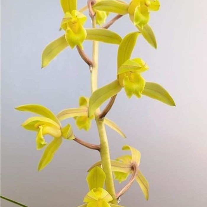 带花苞蕙兰【赤灵彩素】高端兰花苗浓香室内办公阳台绿植盆栽花卉