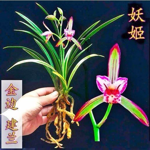 当年开花金边矮种兰花苗妖姬水培