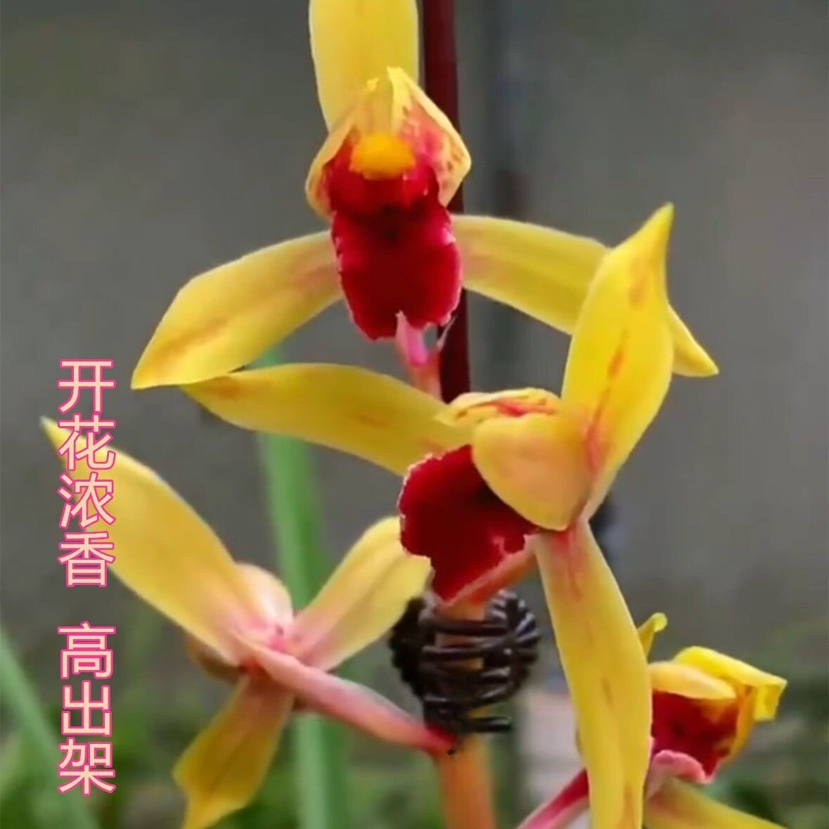 带花苞蕙兰新品色花【金凤】兰花苗室内办公阳台绿植盆栽花卉大全