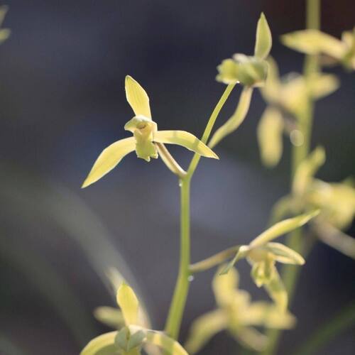 带花苞惠兰盆栽新品素花【彩素】兰花苗内办公阳台庭院绿植花卉