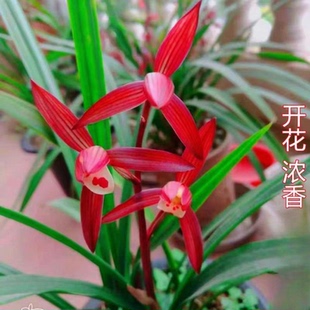 即将上花细叶寒兰当年开花浓香【红喜】阳台室内外绿植盆栽兰花苗