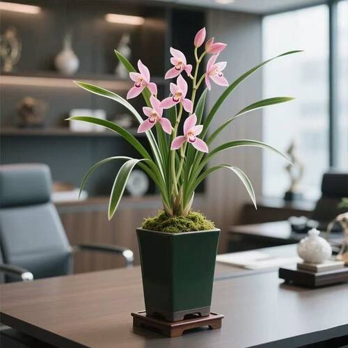 建兰盆栽金边矮种兰花苗鹤艺【翠韵粉蝶】室内外花卉庭院绿植物