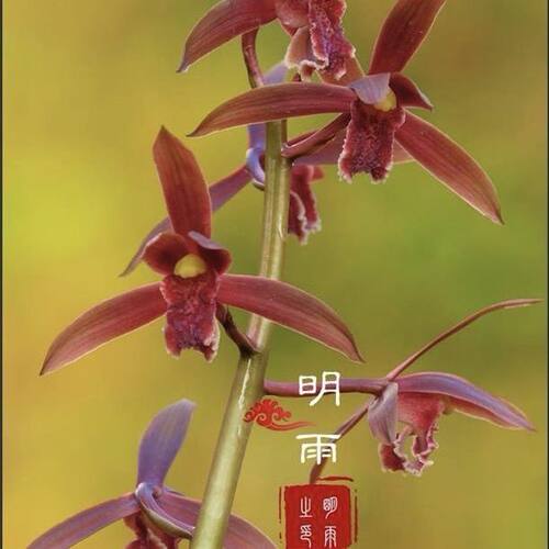 惠兰盆栽新品色花【红花红素】兰花苗室内外花卉绿植物