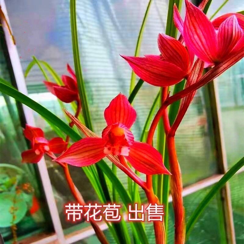 醉红艳带花苞名贵老种兰花盆栽