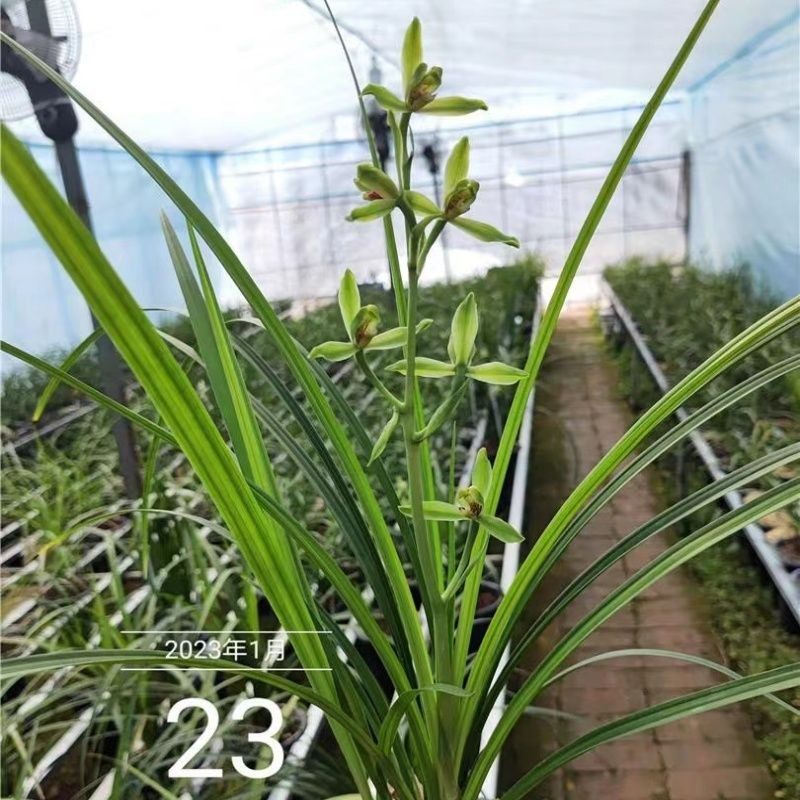 兰花苗送春【山川翠梅】漂亮秋芝室内外开花浓香型绿植花卉大全,鲜花速递/花卉仿真/绿植园艺,国兰/杂交兰/洋兰类,淘宝优惠券,粉丝福利购,淘宝优惠卷