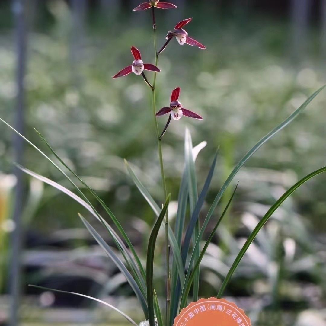 带花苞国兰寒兰【端妍】老种室内正名老种绿植浓香型盆栽花卉大全