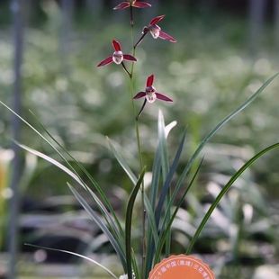 带花苞国兰寒兰【端妍】老种室内正名老种绿植浓香型盆栽花卉大全