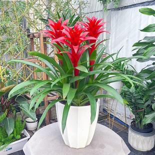 鸿运当头盆栽带花办公室内喜庆绿植物大型花卉凤梨吸甲醛客厅好养