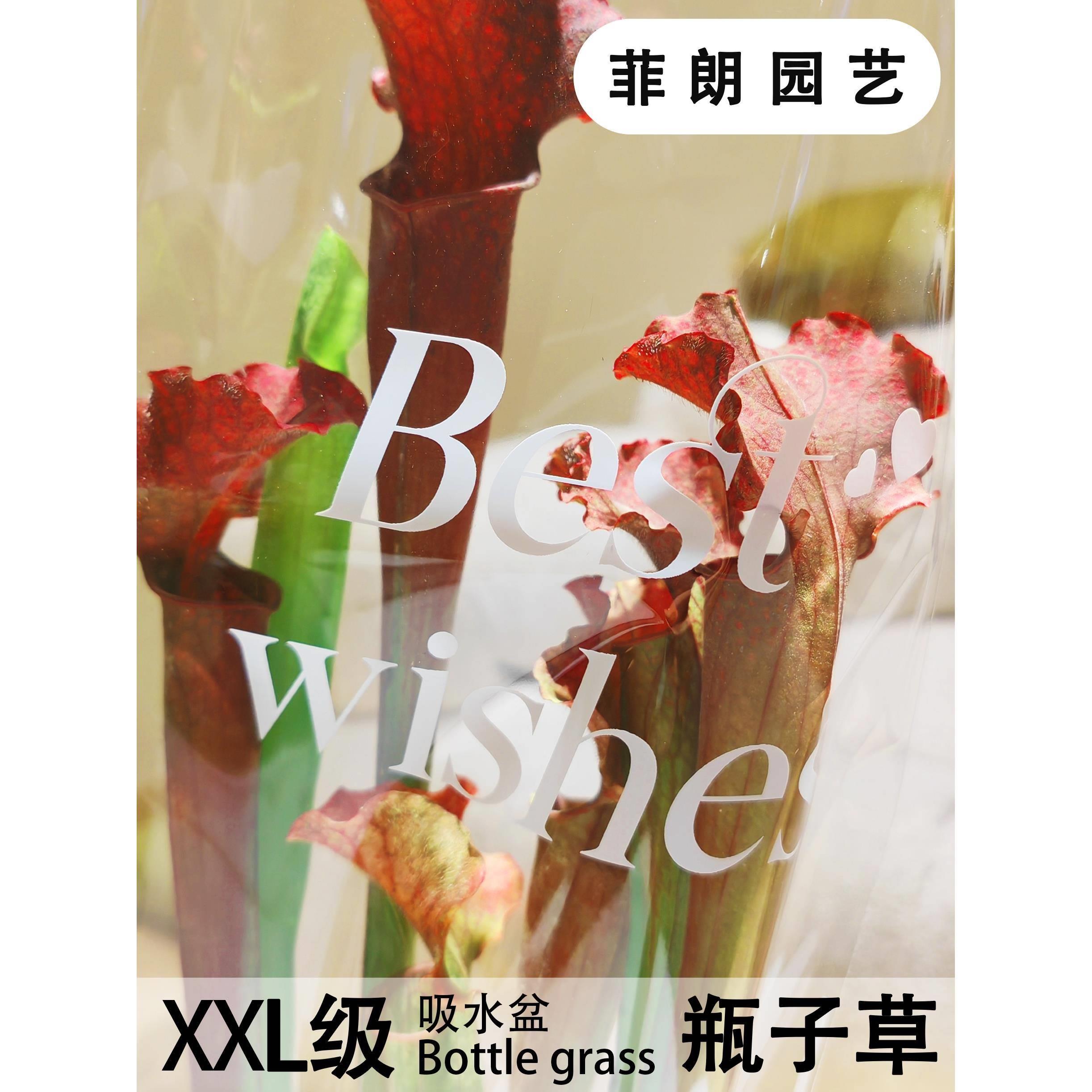 VXK菲园艺食虫植物子瓶草绿吸水盆植花束客厅阳台办公室免浇水朗