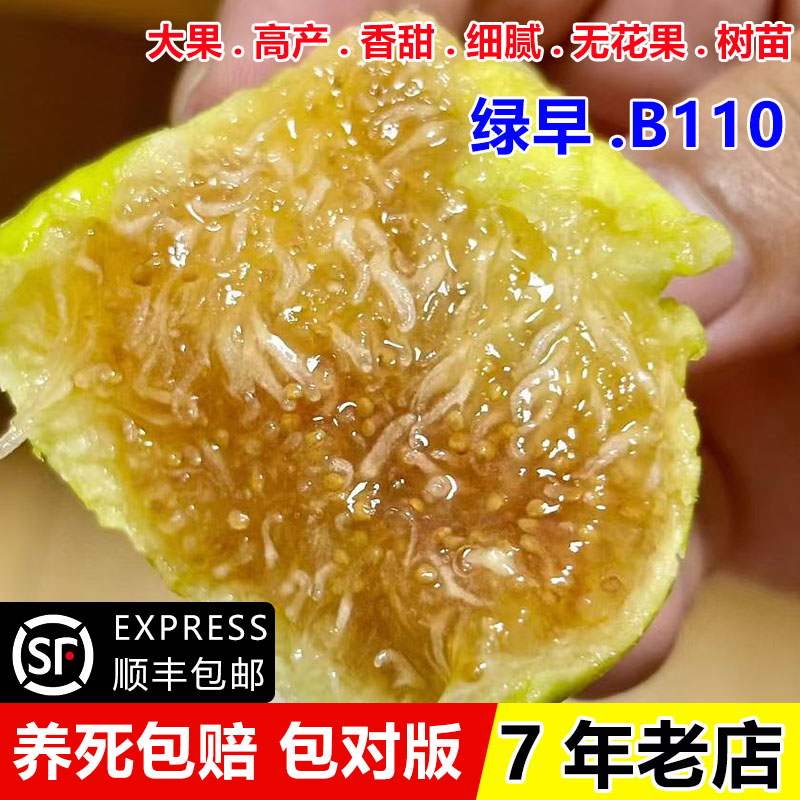 耐寒早熟绿无花果苗矮化盆