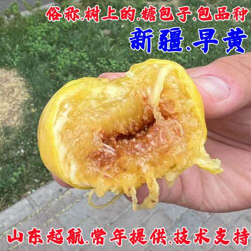新疆早黄无花果苗特大熟耐寒果树