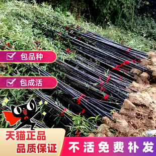 竹子苗盆栽庭院耐寒植物四季常青观赏矮化青竹树苗紫竹金镶玉竹苗