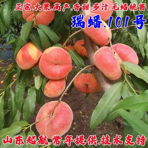 嫁接特大黄金毛蟠桃树果苗