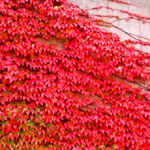 爬藤植物地锦苗四季常青不落叶扶芳藤冬红三叶爬墙虎五叶爬山虎苗