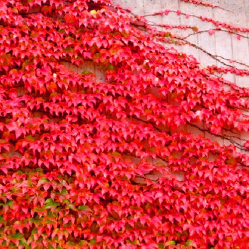 爬藤植物地锦苗四季常青不落叶