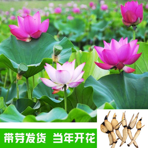 荷花苗盆栽水养莲藕种根食用荷花